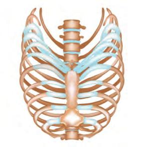 Betrachtet man die Struktur des Brustkorbs, die aus 12 Rippenpaaren, dem Brustbein und der Brustwirbelsäule als Tragesäule besteht, scheint es sich um ein starres bzw. stabiles Gerüst zu handeln.