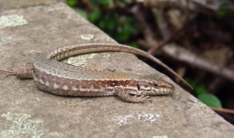 10 BB-Album "Streuobst-Magerwiesen Schenkenberg" Die Waldeidechse (Lacerta vivipara) kommt vor allem in strukturreichen Magerbiotopen mit Altund Totholz, Steinen