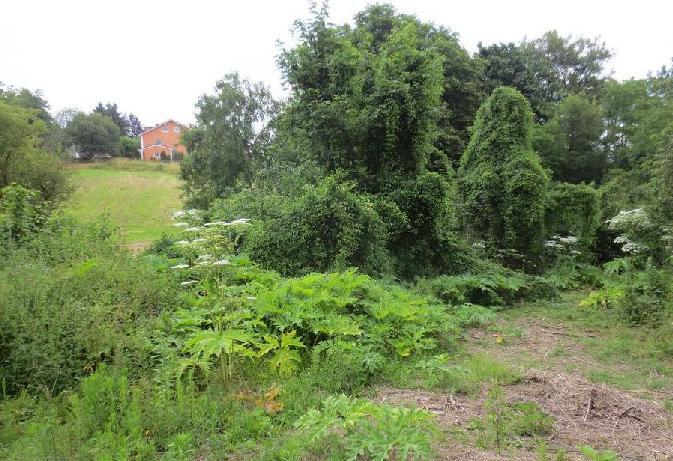 Weidner, 2015) Problempflanzen: Der aus dem Kaukasus stammende RiesenBärenklaues (Heracleum mantegazzianum) breitet sich aggressiv aus und verdrängt die natürliche