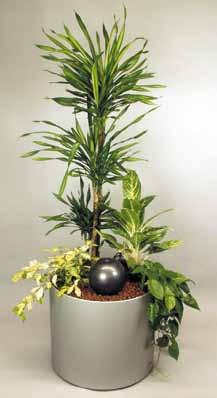 Dracaena godseffiana Philodendron