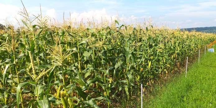 Die Sativa Rheinau AG bietet die 3 Zuckermais- Populationssorten Damaun, Mezdi und Tramunt an Jeder Landwirt kann diese