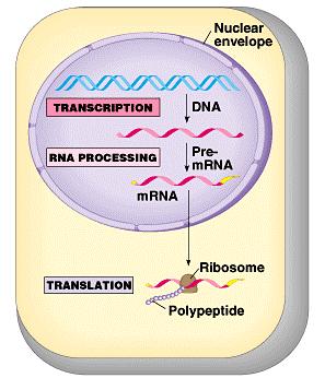 Vom Gen zum Protein Transkription -Umschreiben von DNA in prä-mrna Splicing - Herausschneiden