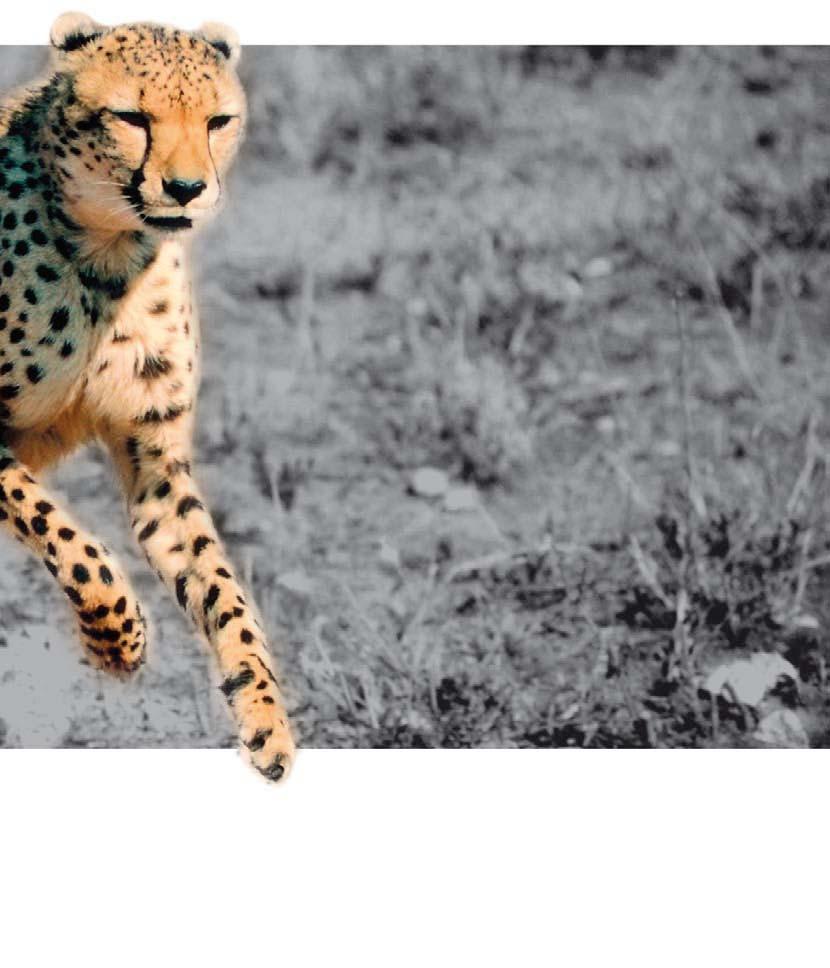 Schnelligkeit fasziniert Geparden sind die schnellsten Landtiere der Welt. Da ist es ganz natürlich, dass ein Gepard das perfekte Symbol für unser Logo ist.