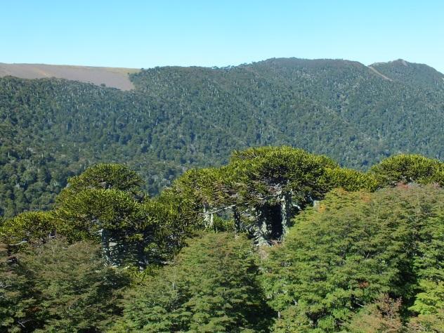 Der Nationalpark wird, wie fast alle Parks in Chile, von der CONAF, der chilenischen Forstbehörde geschützt.