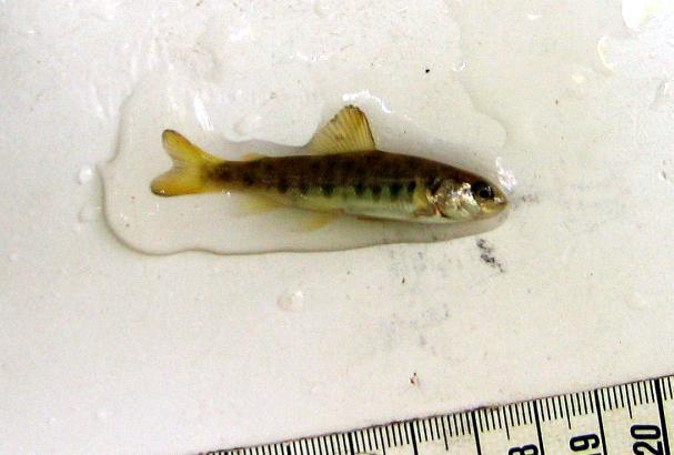 Abschnitt oberhalb der Fischbacheinmündung zu finden und haben den Reproduktionserfolg von Lachs und Forelle mit hoher Wahrscheinlichkeit sehr negativ beeinflusst.