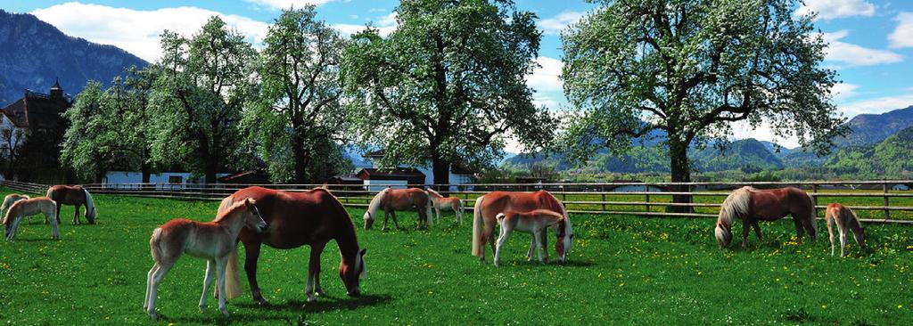 Das Gestüt Herzlich Willkommen im Weltzentrum der Haflinger Pferde - Das ideale Ausflugsziel für jede Witterung.
