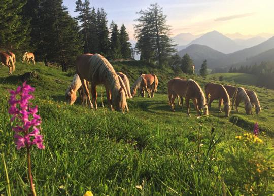 Über 100 Tiroler Haflinger, von Stuten mit Fohlen, über Jungpferde bis zu den berühmten Zuchthengsten erwarten Sie in mehreren Stallgebäuden.