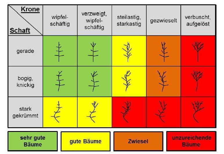 Pflanzenebene >> Position innerhalb des Plots >> Baumhöhe Nach Leonhardt & Wagner 2006, Gockel 1994,