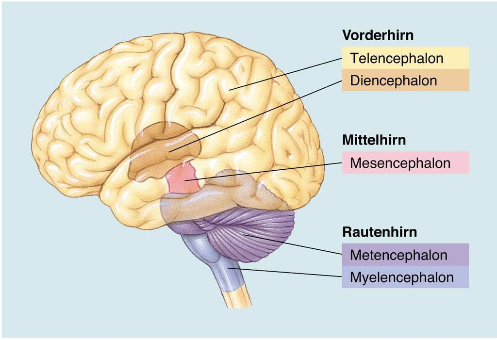 Neurone der Hinterwurzel sind: afferent, sensorisch, unipolar. Ihre Zellkörper bilden unmittelbar außerhalb des Rückenmarks das s.g. Hinterwurzelganglion.