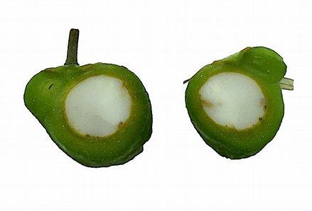 Der Samen Die Sansevierien gehören zu den Bedecktsamern (Angiospermen). Der reife Samen von Sansevieria concinna ist von einem leuchtend orangen Perikarp umgeben.