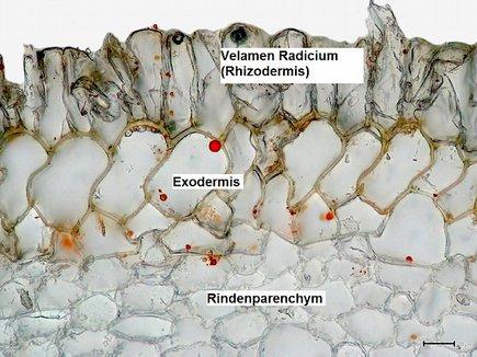 Die Wurzelhaare in den Wurzelhaarzonen der Wurzeln einer Pfanze bilden zusammen eine riesige Oberfäche, an der Wasser durch Kapillarkräfte in die Zellzwischenräume und Zellwände aufgenommen und