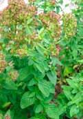 Anbau und von Gewürzpflanzen Dost Origanum vulgare Eberraute Artemisia abrotanum winterhart mehrjährig
