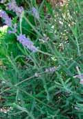 Anbau und von Gewürzpflanzen Lavendel Lavendula angustifolia Liebstock Levisticum officinale winterhart mehrjährig winterhart