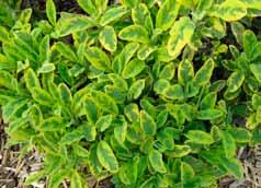 Anbau und von Gewürzpflanzen Weitere Salbeisorten: Alba Salvia officinalis (weißblühend,