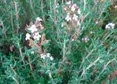 Anbau und von Gewürzpflanzen Thymian Thymus vulgaris Weitere Thymianarten: