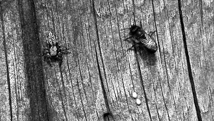 Von den sozialen Bienenarten Bombus cryptarum, Bombus lucorum sowie den sozialen Wespenarten Vespula germanica und Dolichovespula sylvestris konnten keine arbeiterinnen erfasst werden.