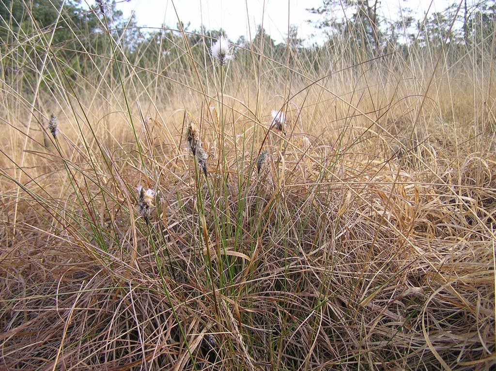 Im Zuge von Vegetationsaufnahmen im Jahr 2007 wurden nachfolgende Arten für das Bültsmoor nachgewiesen: Pfeifengras ( Molinia caerulea) deutliche Dominanz Scheidiges Wollgras (Eriphorium vaginatum) 5