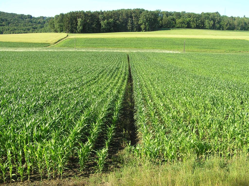 Abb.2: langjährige pfluglose Bodenbearbeitung, keine Bodenverdichtung am Mais ersichtlich Aufnahmedatum Ende Juni 2013 Wie wichtig eine gute Bodenstruktur ist, zeigte sich auch in der Trockenphase im