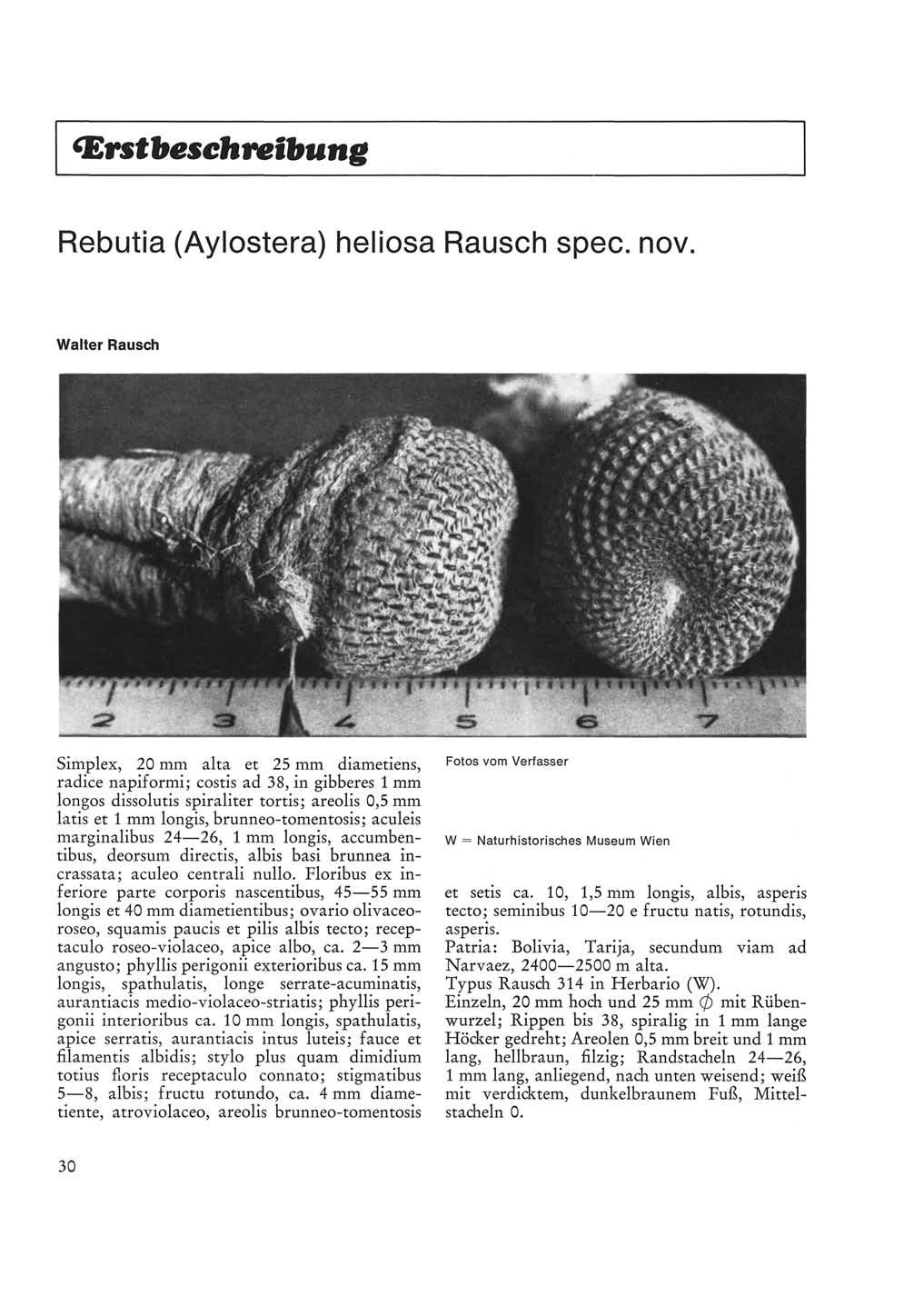 Erstbeschreïbung Rebutia (Aylostera) heliosa Rausch spec. nov.