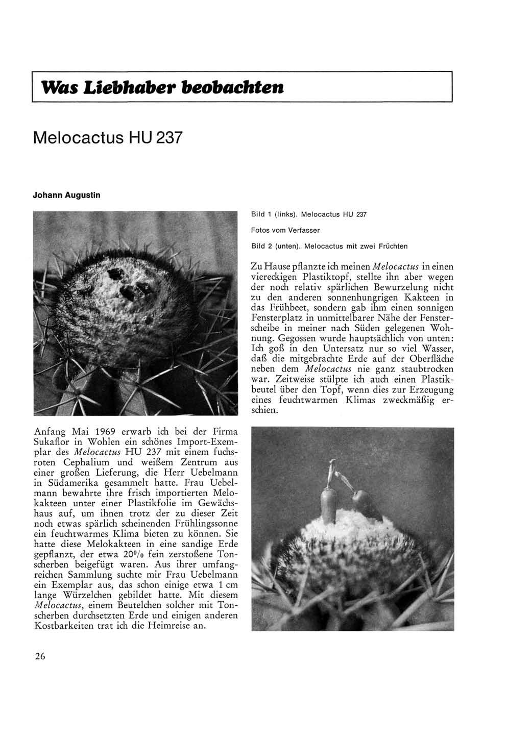 Was Liebhaber beobachten Melocactus HU 237 Johann Augustin Anfang Mai 1969 erwarb ich bei der Firma Sukaflor in Wohlen ein schönes Import-Exemplar des Melocactus HU 237 mit einem fuchsroten Cephalium