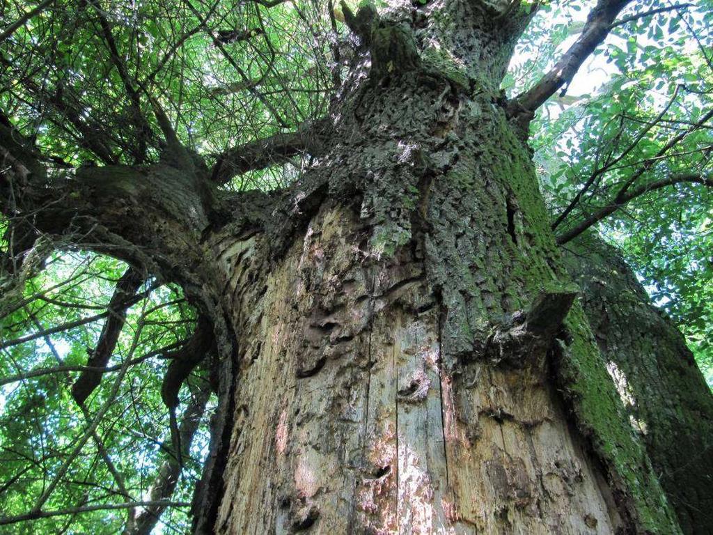 Ausblick Mit dem Baumkataster March-Thaya-Auen liegt eine umfassende, aus keinem anderen Schutzgebiet in Österreich vergleichbar ausführliche Dokumentation der besonderen Bäume vor, die für die