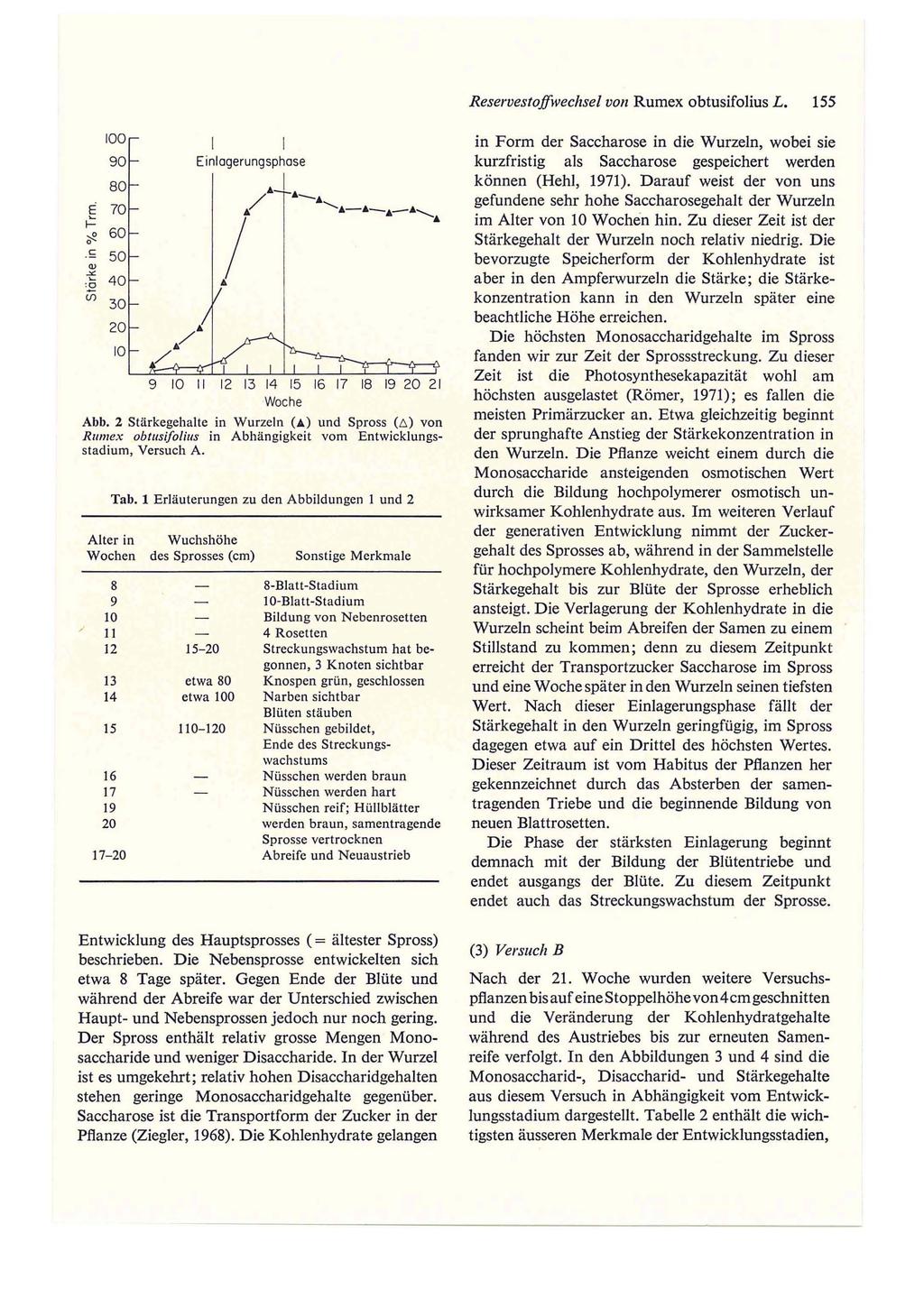 Reservestoffwechsel VOll Rumex obtusifolius L. 155 0 0 Einlagerungsphase 0 & I E / T &-& 70 "-'-'- ;!!. 60. S: 50 Q) :g 40,. i.ii 30 12 13 14 15 16 17 1 1 21 Woche Abb.