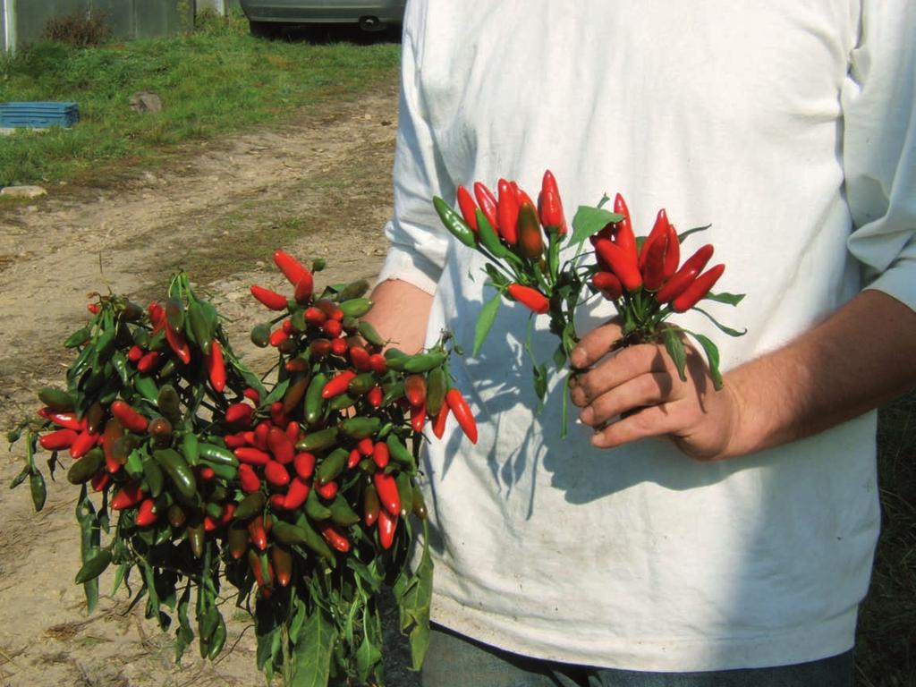 Kusburnu (3 4) Dieser Paprika reift von grün auf rot ab und hat 4 6 cm lange und ca.