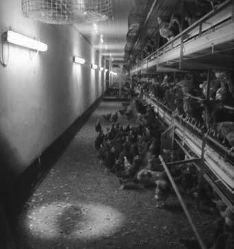 Die Goldene Regel eines Beleuchtungsprogramms besteht darin, die Länge des Lichttages bis zur gezielten Stimulation der Geschlechtsreife der Hennen nicht zu verlängern und diese während der