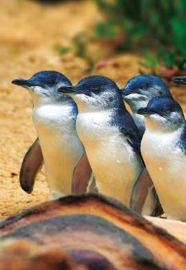 Kleine Pinguine AAT Kings ist auch am Forschungsprojekt Little Penguins beteiligt, das auf Phillip Island in Victoria angesiedelt ist.
