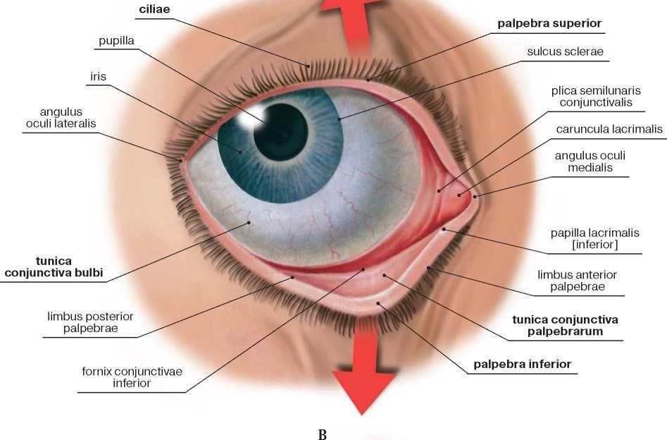 der Augenlider etwa in Höhe der Basis der Augenlider bildet die Bindehaut eine bewegliche Falte aus, verläuft nach vorn und