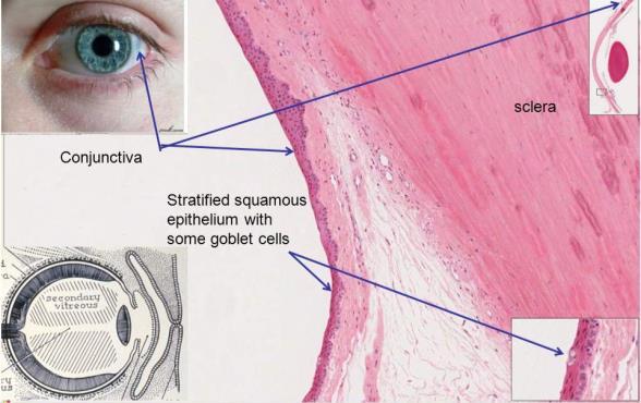 Hohlraum ist der Bindehautsack (Saccus conjunctivae) - dessen hintere Nische in der Tiefe der Augenhöhle wird als