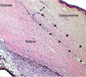 TUNICA FIBROSA BULBI (ÄUβERE AUGENHAUT) SUBSTANTIA PROPRIA enthält: überwiegend Kollagenfibrillen - in 0,5 bis 6 µm