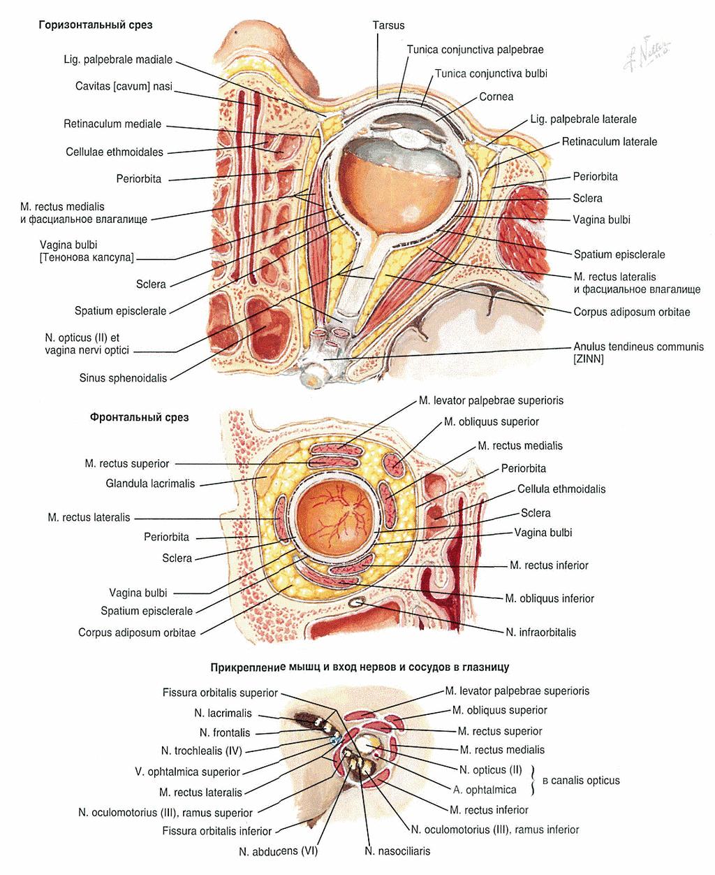 gesützt im Corpus adiposus intraorbitale sind: der Sehnerv die Muskeln die Nerven, Gefäße des Bulbus