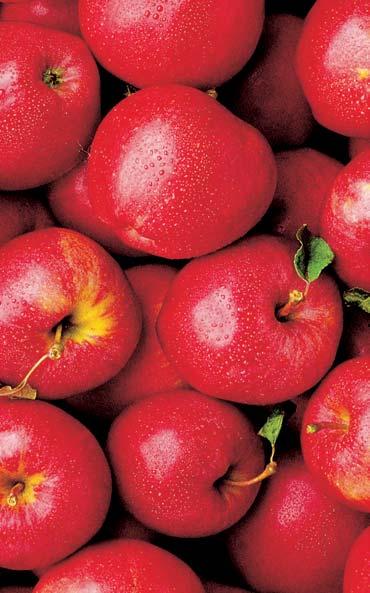 Natur & Genuss Wir empfehlen Ihnen unsere Apfelsorten: Frühsorten (zum Sofortverzehr)
