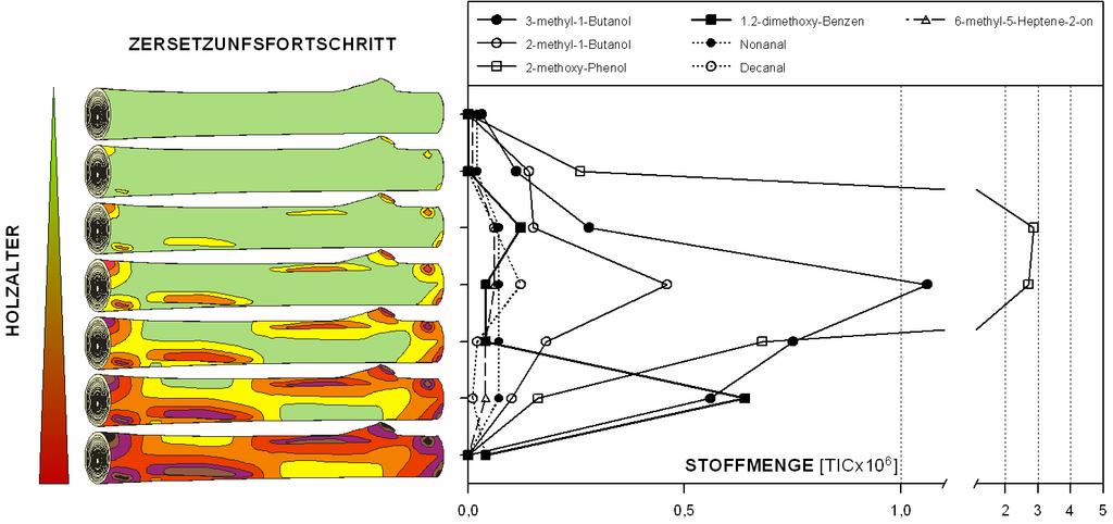 Abb. 6: Morphologisches Erscheinungsbild der Zersetzungsstadien mit zunehmendem Holzalter und deren entsprechende Emissionsraten der von T. domesticum wahrgenommenen Substanzen.