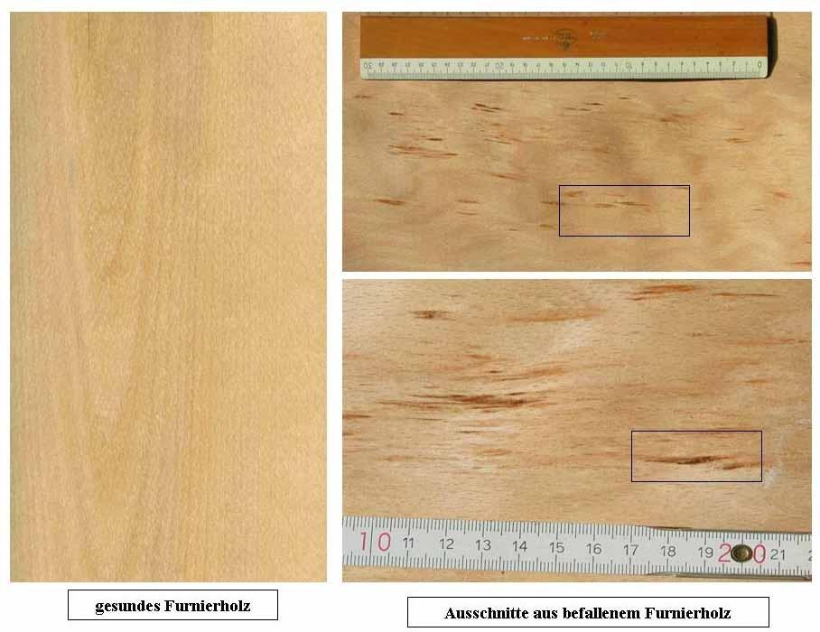 1: Comparison of normal - infected veneer wood