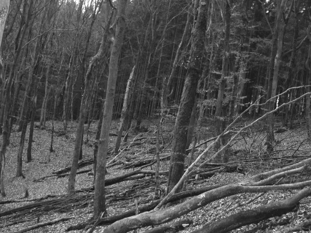 Abb. 3: Schäden im Privatwald: große Mengen an liegendem Totholz, Fehlen waldbaulicher Eingriffe ( Hollerbësch, Forstrevier Clervaux) Fig.