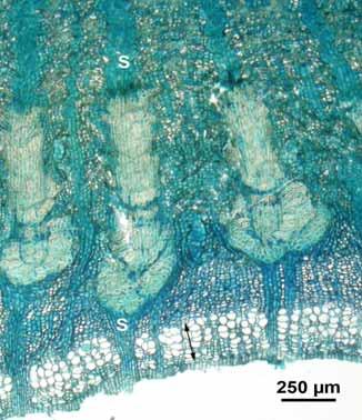 Abb. 3: Rindennekrose unter einer Lenticelle beim Trypodendron Stehendbefall (Buche 219N befallen); Nekrosentiefenstufe 1; Rindenquerschnitt gefärbt mit Toluidinblau. Fig.