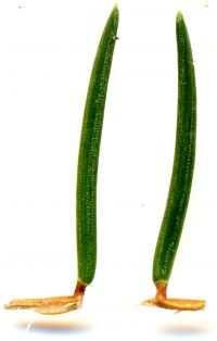 bräunlich hängende Zapfen, 10-15 cm