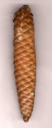 Samen 4-5 mm lang, mit 1,5 cm langem und