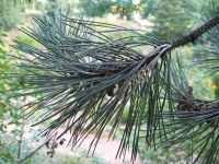 Schwarz-Kiefer (Pinus nigra) nicht