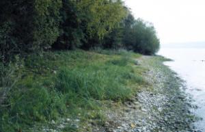 Vorgehensweise 5 Als Naturufer gelten: Schilf am Ufer, unabhängig von der Art der dahinterliegenden Nutzungen Seehag (Baum-, Busch- und Krautvegetation) oder seehagähnliche Vegetation.