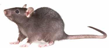 giftfreies Naturprodukt zieht Mäuse und Ratten stark