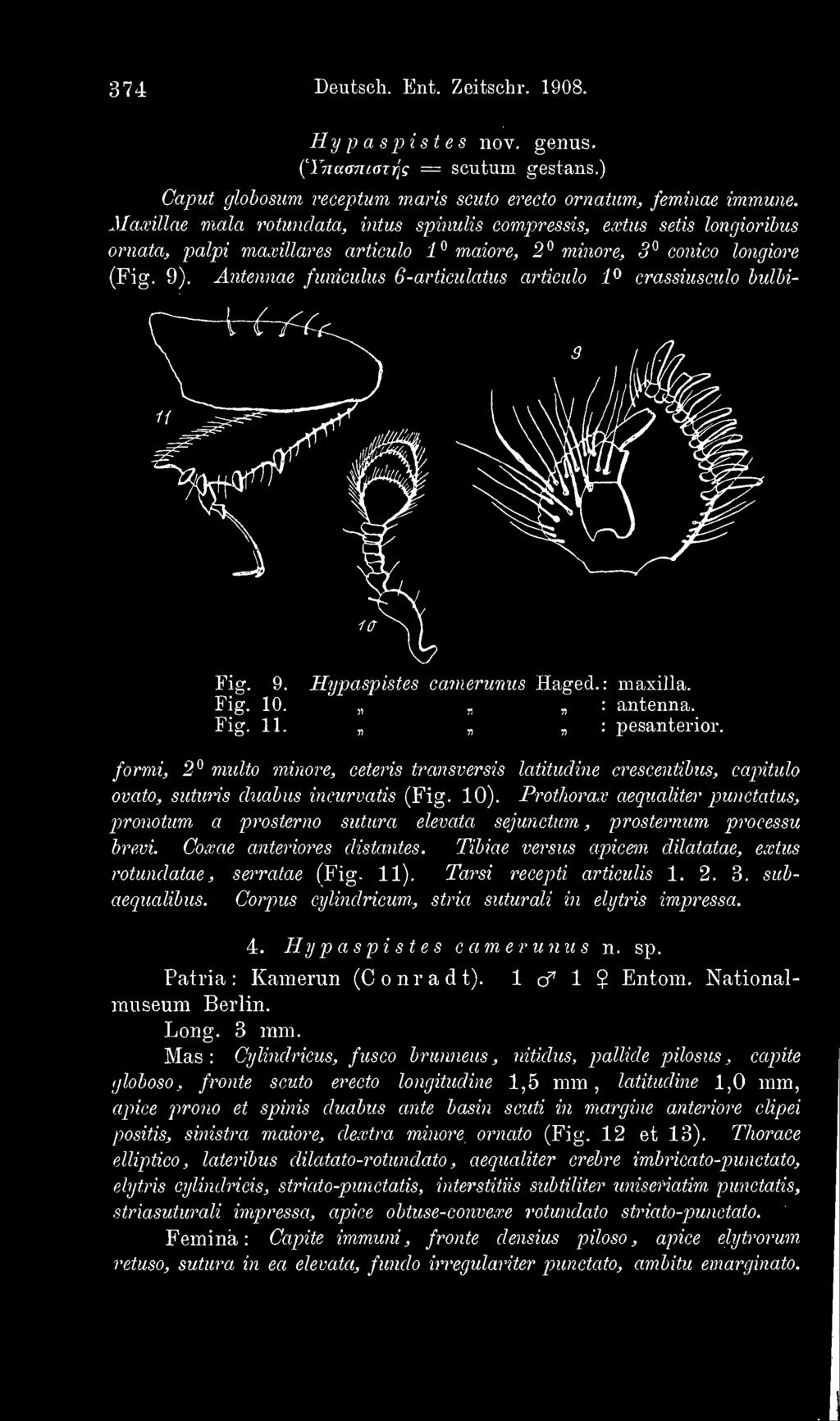 Maxillae mala rotundata, intus spinulis compressis, eostus setis longioribus ornata, palpi maxillares articulo i maiore, 2 minore, 3 conico longiore (Fig. 9).