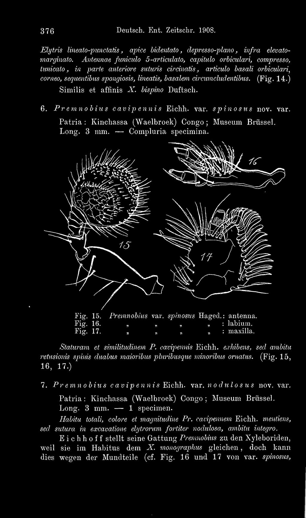 circumcludentibus. (Fig. 14.) Similis et affinis X. bispino Duftsch. 6. Premnobius cavipennis Eichh. var. spinös us nov. var. Patria : Kinchassa (Waelbroek) Congo ; Museum Brüssel. Long. 3 mm.