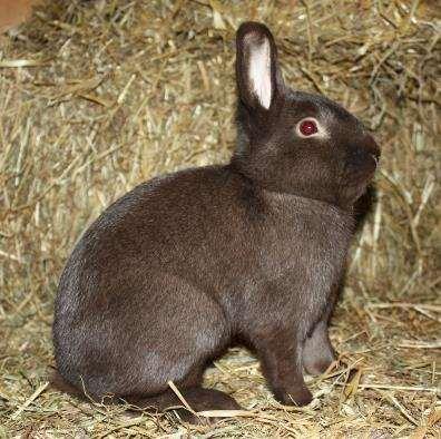 Where are rabbits bred? Difference Hav/French.