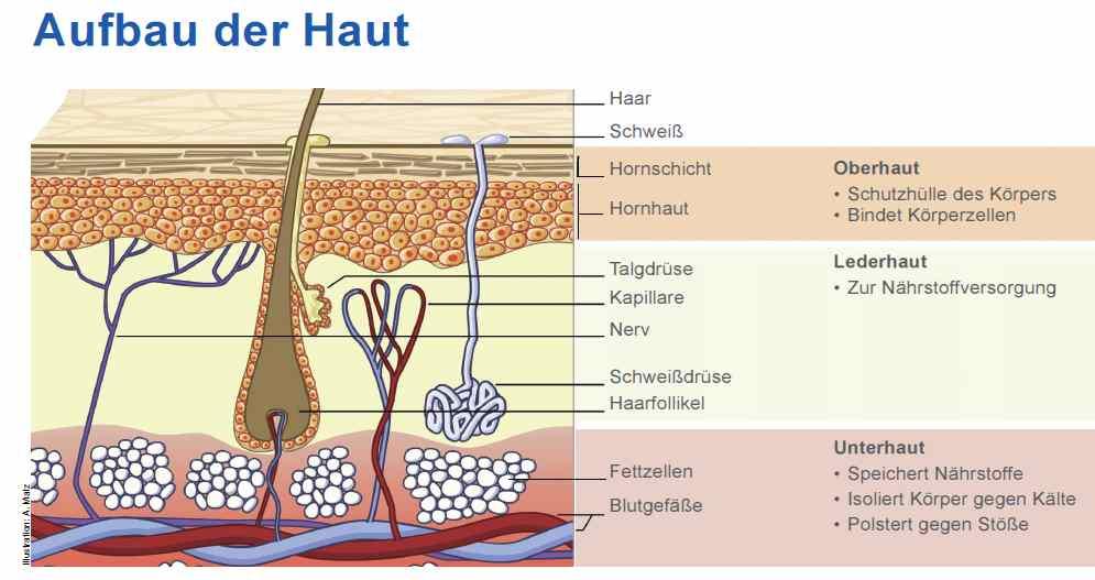 Grafik 2 Quelle DGUV "Hautschutz bestens gewappnet" Ein Wasser-Fett-Film, der sogenannte Hydrolipidmantel, ist der wichtigste Schutz gegen schädliche Einflüsse. Er bildet den Abschluss der Oberhaut.