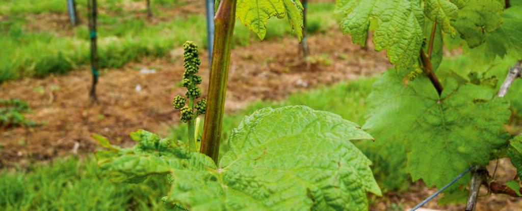 WEINBAU HERBIZIDE ROUNDUP POWERFLEX Erfolg hat einen Namen.