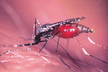 West-Nil-Virus (WNV) ÜBERTRAGUNG Hauptvektor ist die gemeine Stechmücke Culex pipiens, die sich ebenfalls weltweiter Verbreitung erfreut.