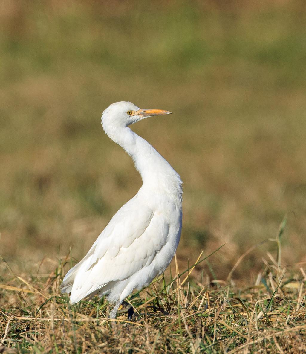 Bulletin III / 16 September - Dezember ORNITHOLOGISCHER INFORMATIONSDIENST Kuhreiher bei Ruggell Sieben Entenarten auf dem Egelsee Viele Beobachtungen der Bekassine Botanisch-Zoologische Gesellschaft